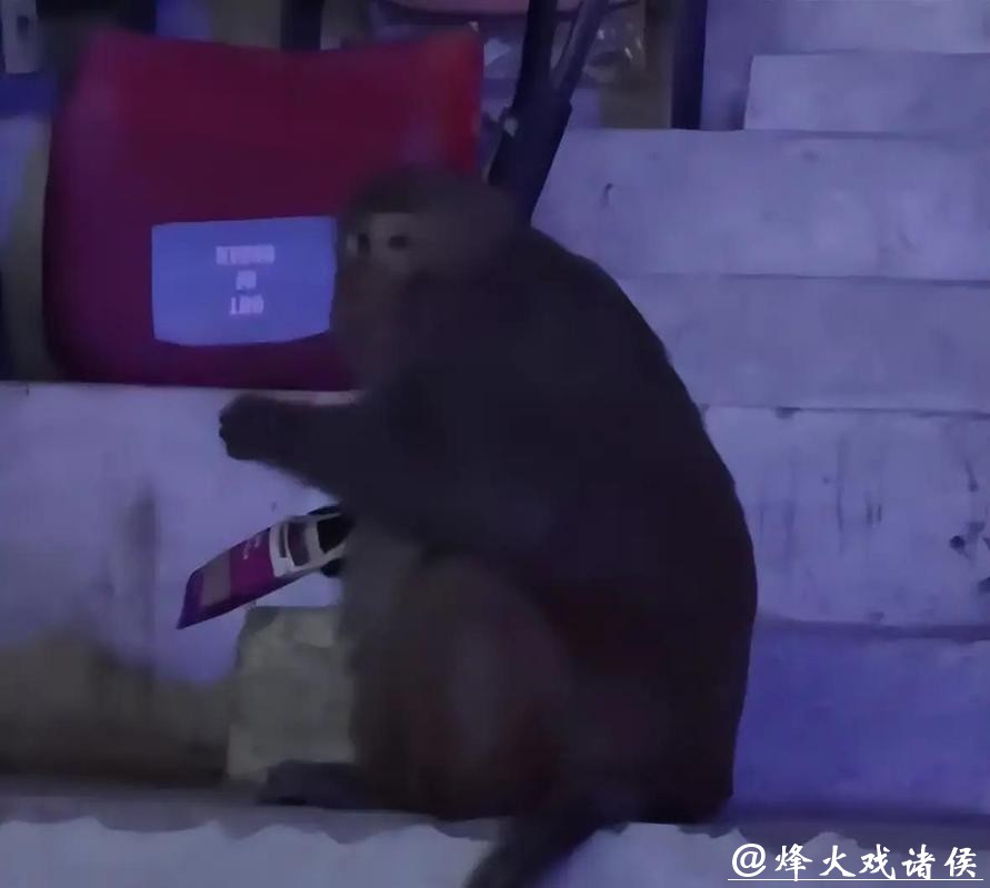 世界羽联回应印度公开赛猴子入场、落鸟粪等问题 世界羽联回应印度公开赛猴子入场、落鸟粪等问题